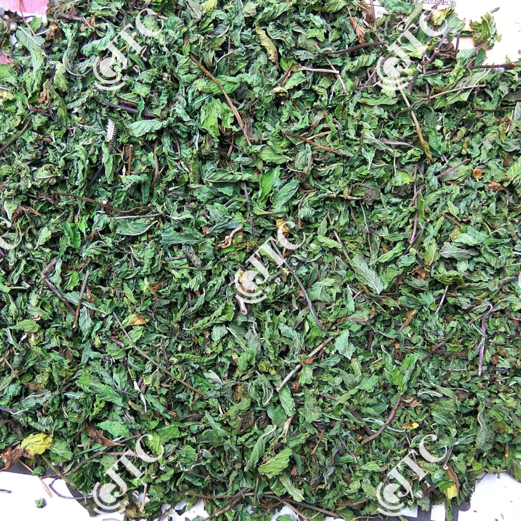 dried mint leave jagdamba trading company nagaur